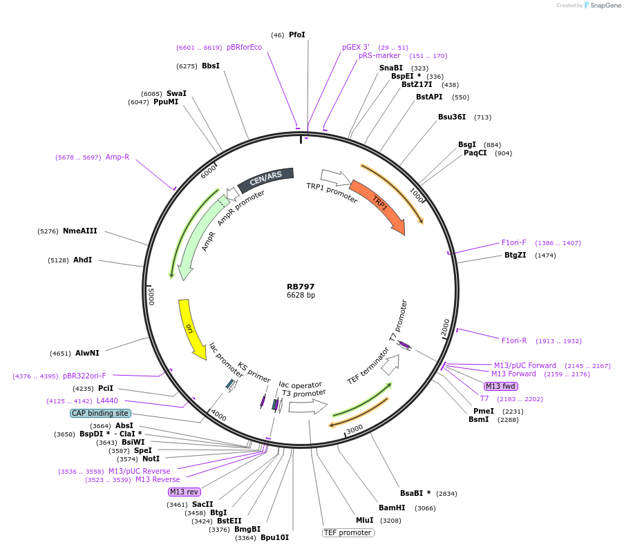 199125-plasmid-map-sequence-id-392179