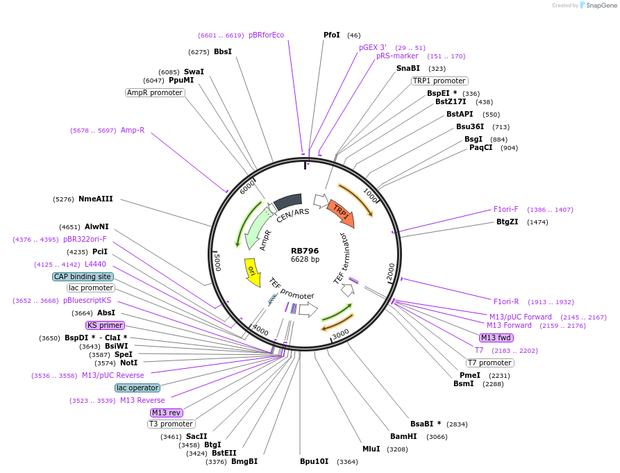 199124-plasmid-map-sequence-id-392180