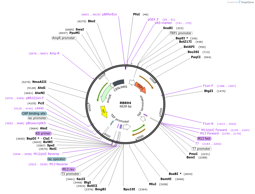 199132-plasmid-map-sequence-id-392185