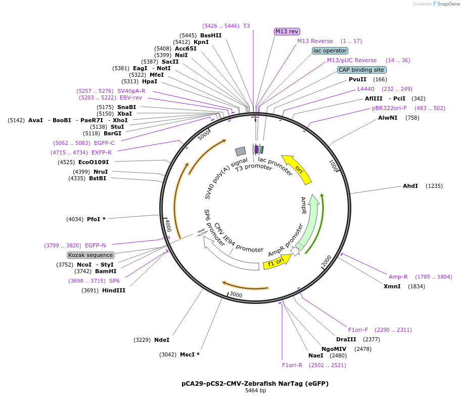 199460-plasmid-map-sequence-id-392199