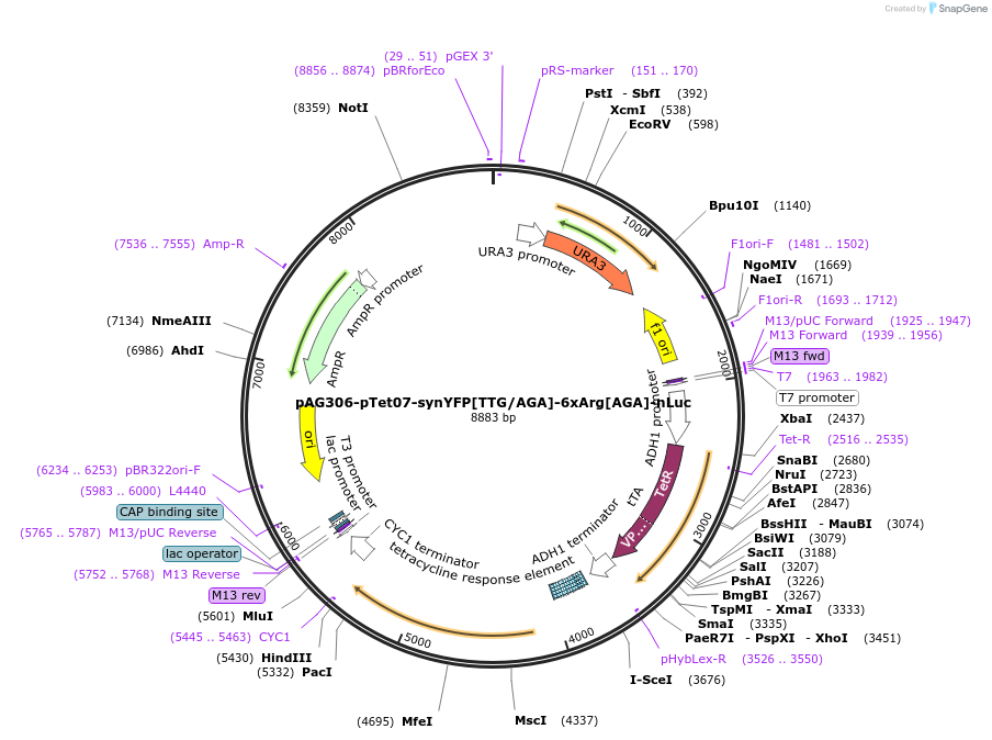 199761-plasmid-map-sequence-id-392205