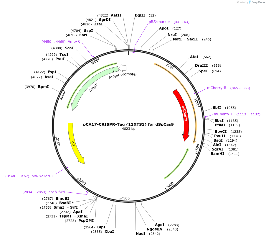 199448-plasmid-map-sequence-id-392210