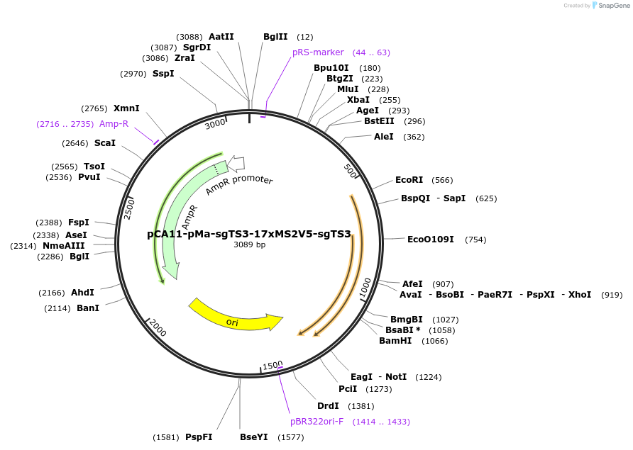 199442-plasmid-map-sequence-id-392216