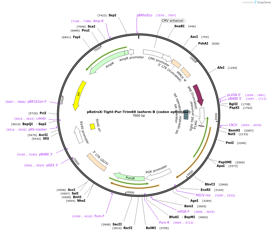 199567-plasmid-map-sequence-id-392223