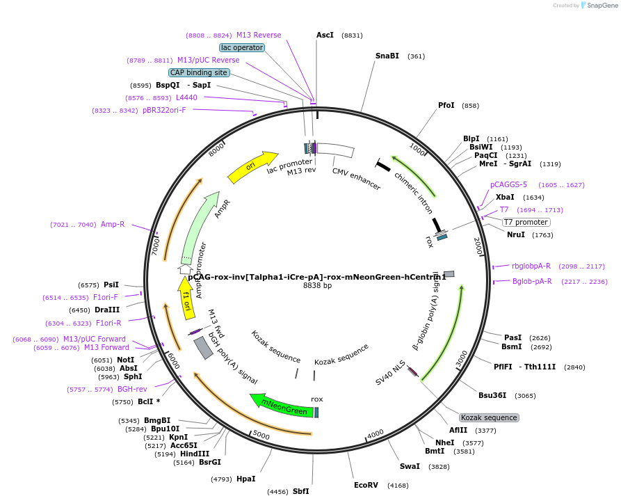 196892-plasmid-map-sequence-id-392227