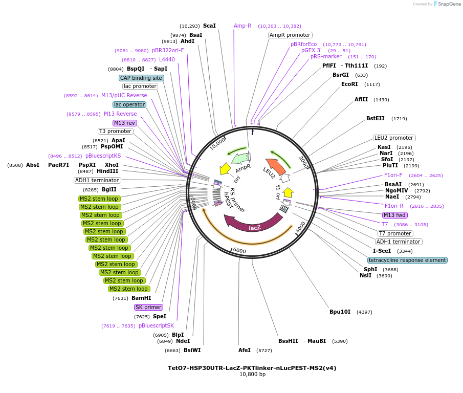 199763-plasmid-map-sequence-id-392247