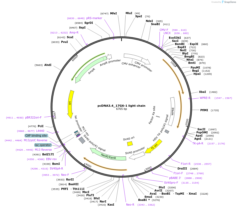 198250-plasmid-map-sequence-id-392249