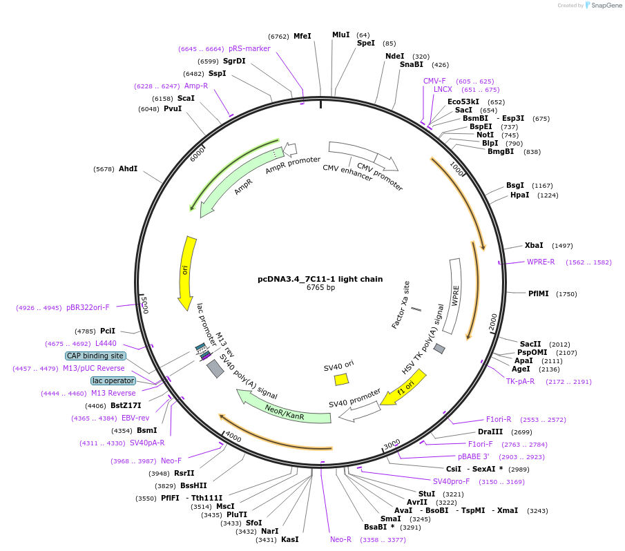 198252-plasmid-map-sequence-id-392251