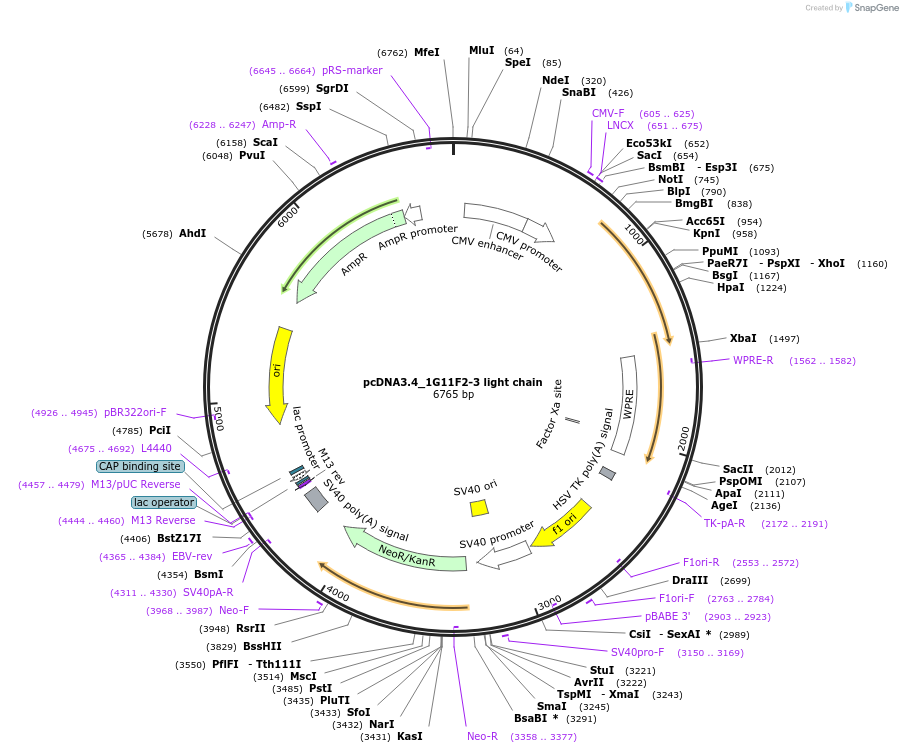 198254-plasmid-map-sequence-id-392253