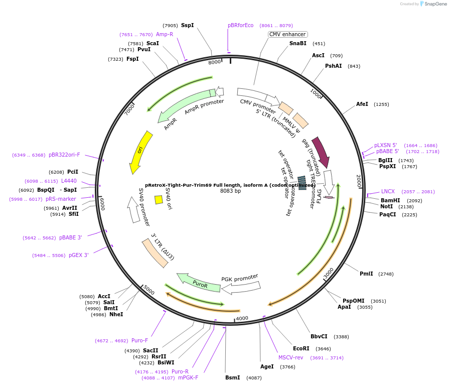 199566-plasmid-map-sequence-id-392269