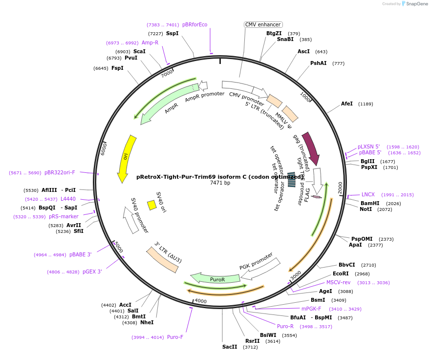 199568-plasmid-map-sequence-id-392270