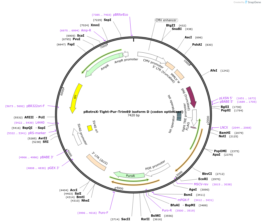 199569-plasmid-map-sequence-id-392289