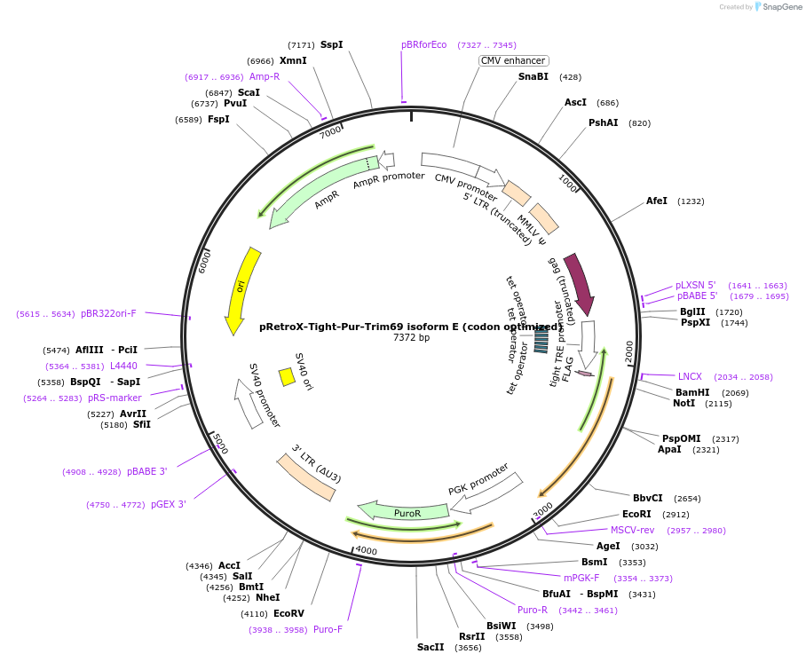 199570-plasmid-map-sequence-id-392290