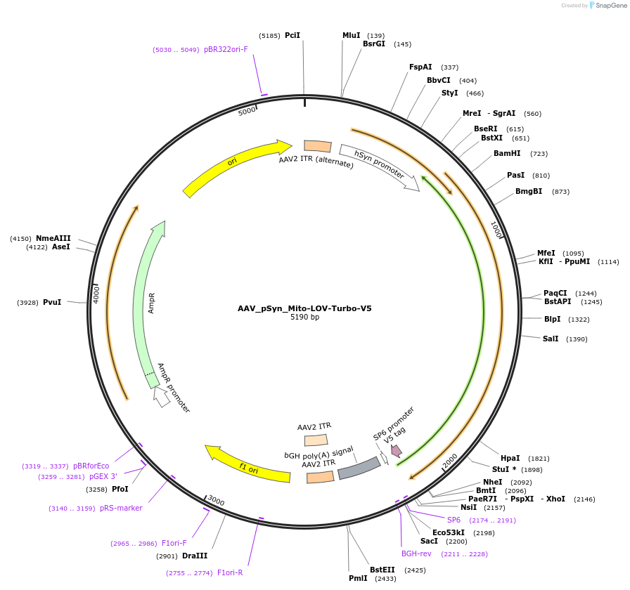 199669-plasmid-map-sequence-id-392305
