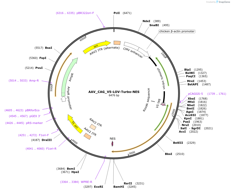 199670-plasmid-map-sequence-id-392307