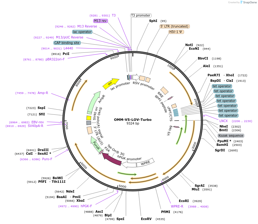 199665-plasmid-map-sequence-id-392311
