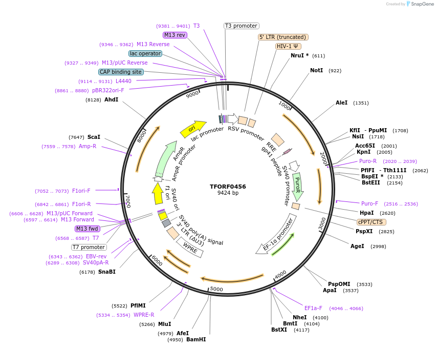 143703-plasmid-map-sequence-id-392315