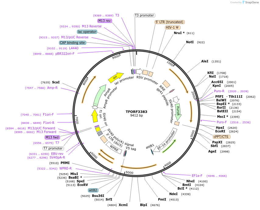 144859-plasmid-map-sequence-id-392318