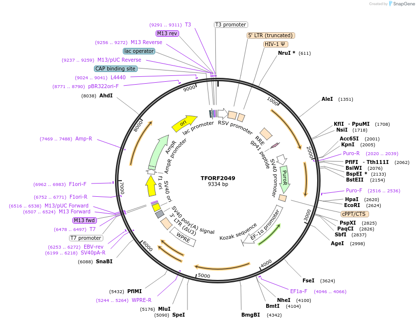 143866-plasmid-map-sequence-id-392320