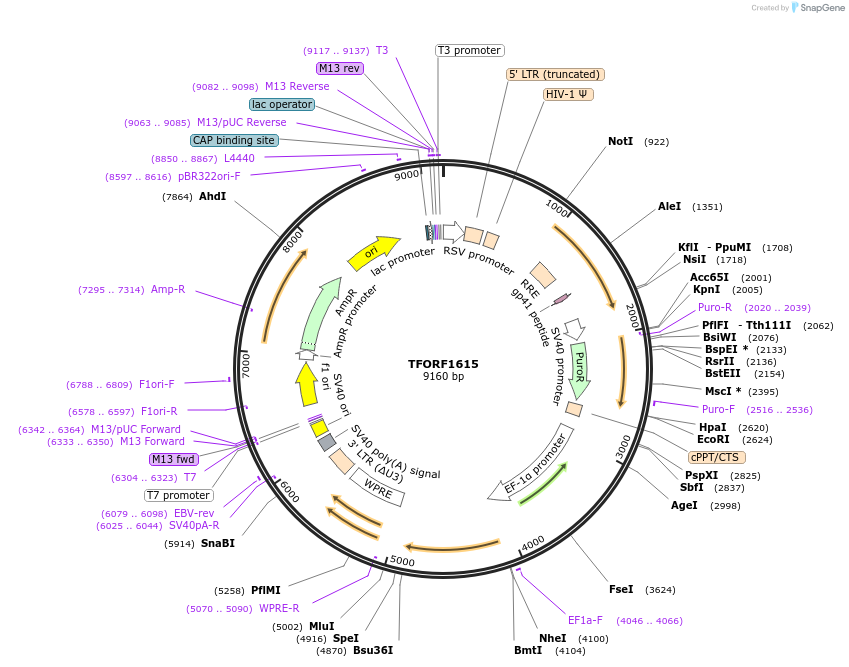 143964-plasmid-map-sequence-id-392323