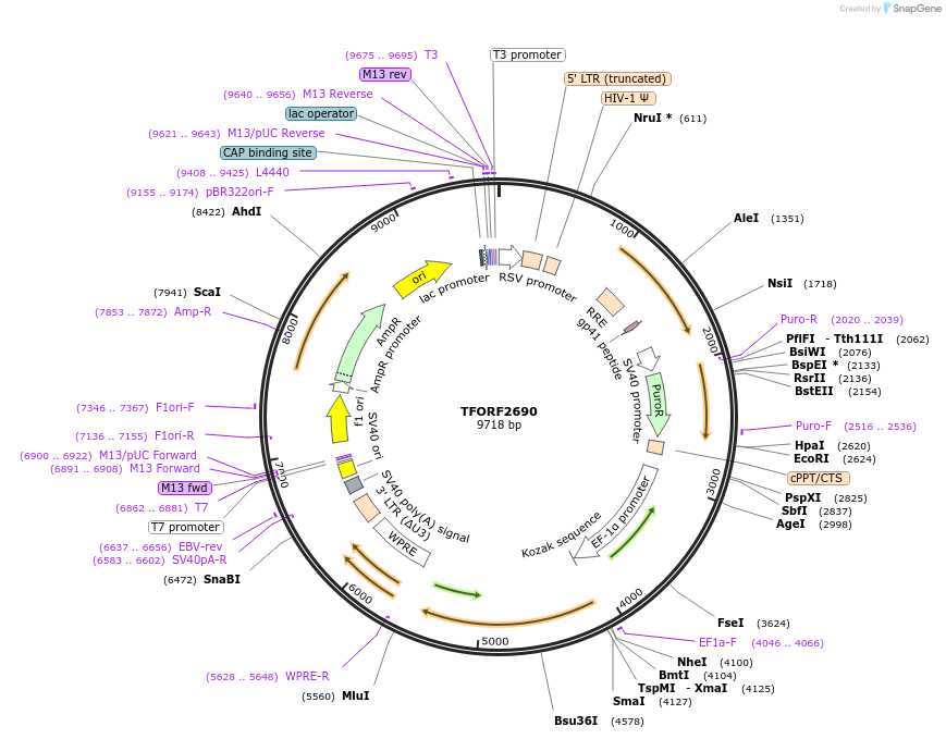 144149-plasmid-map-sequence-id-392336