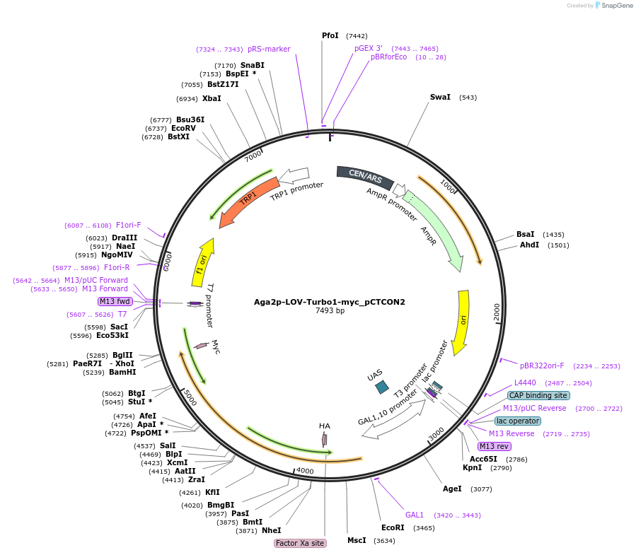 199673-plasmid-map-sequence-id-392342
