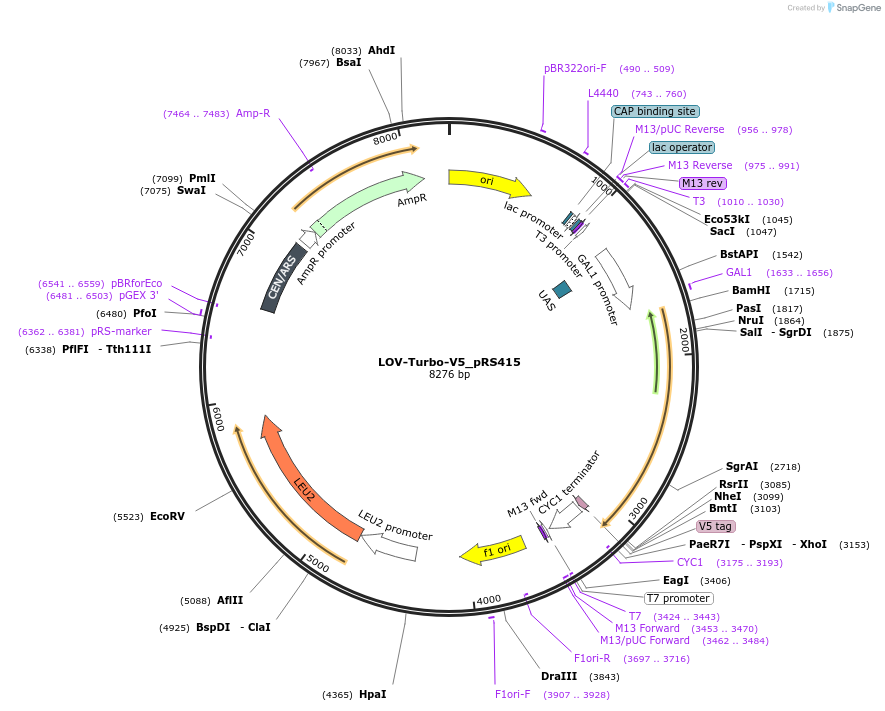 199667-plasmid-map-sequence-id-392348