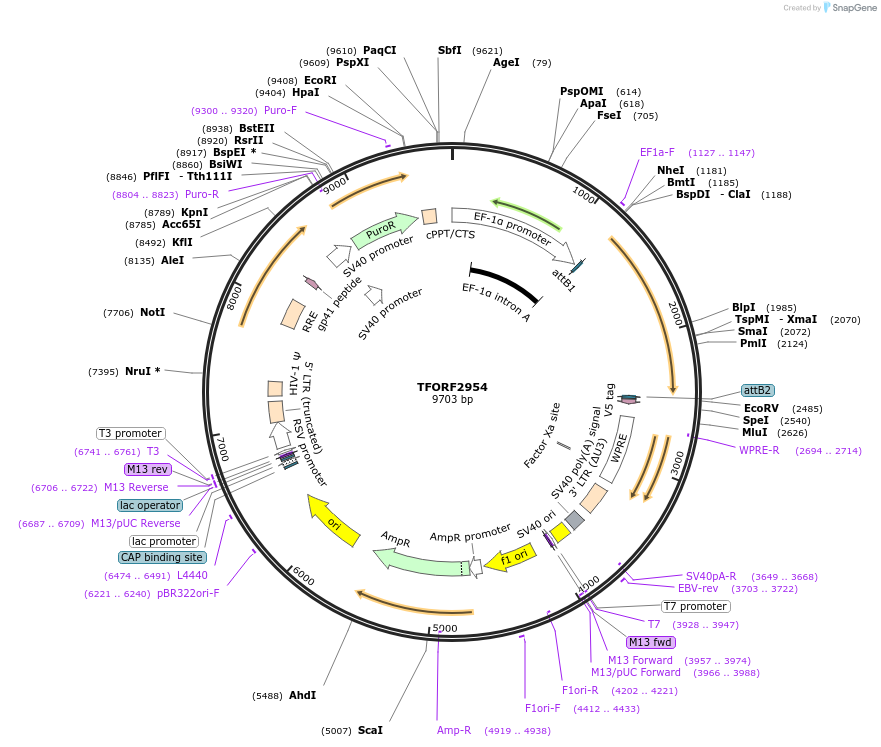 144430-plasmid-map-sequence-id-392354