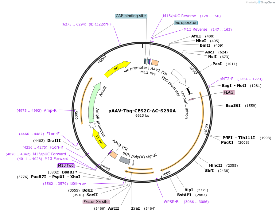 200561-plasmid-map-sequence-id-392380