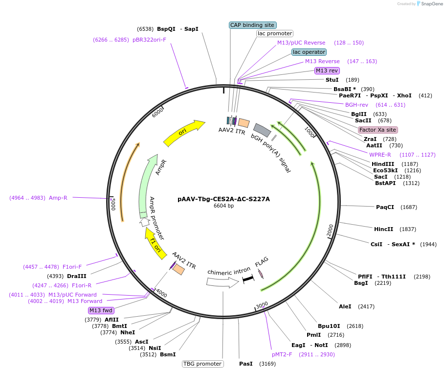 200560-plasmid-map-sequence-id-392384