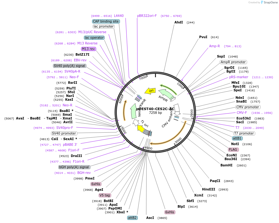 200555-plasmid-map-sequence-id-392387
