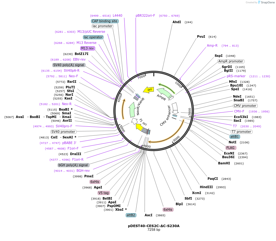 200557-plasmid-map-sequence-id-392388