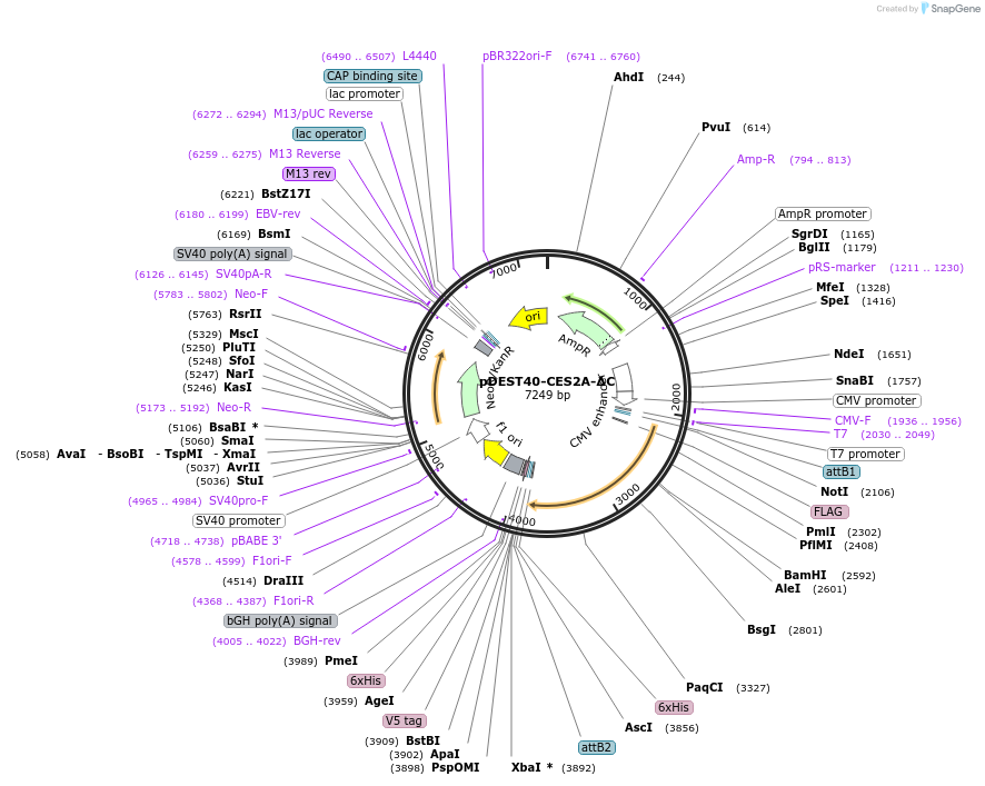 200554-plasmid-map-sequence-id-392389