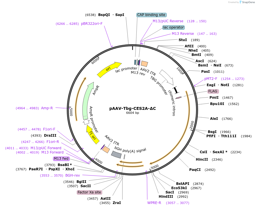 200558-plasmid-map-sequence-id-392390