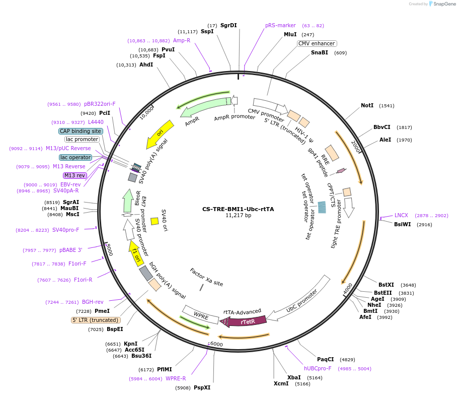 198191-plasmid-map-sequence-id-392478
