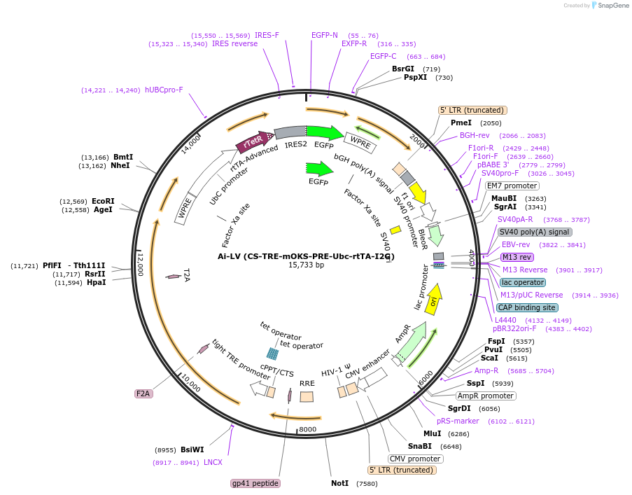 198058-plasmid-map-sequence-id-392479