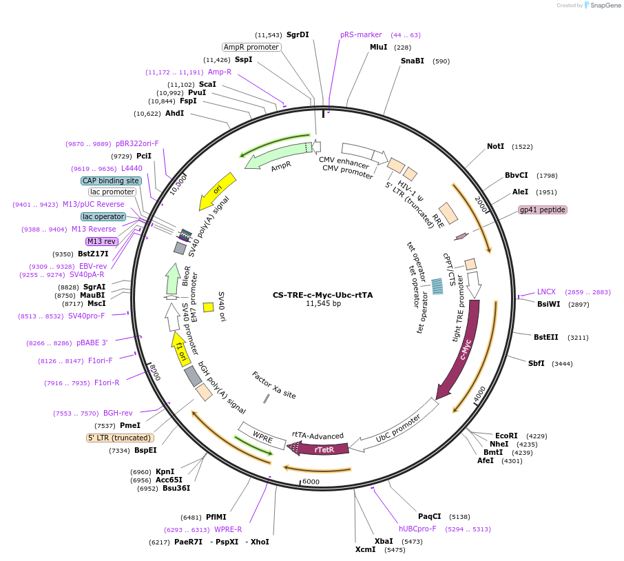 198190-plasmid-map-sequence-id-392528