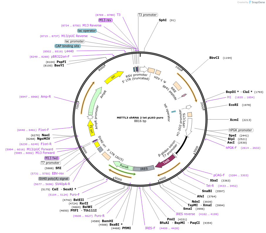 162984-plasmid-map-sequence-id-392531