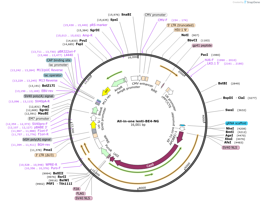 200448-plasmid-map-sequence-id-392558