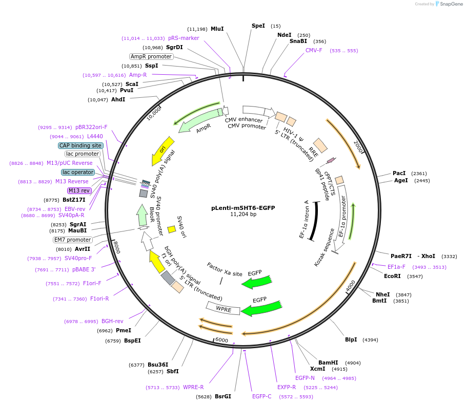 200443-plasmid-map-sequence-id-392562