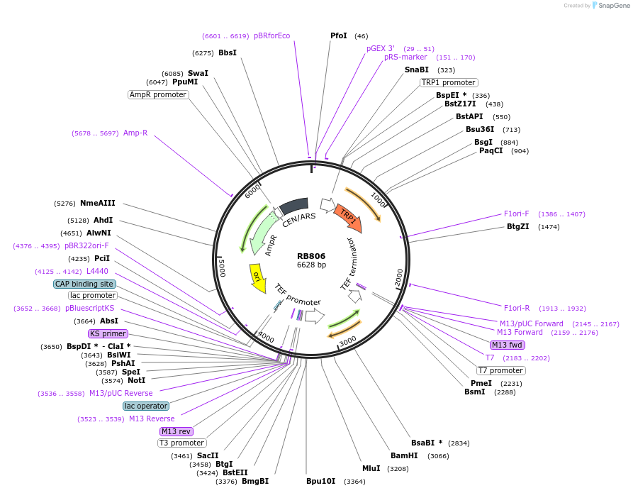 199134-plasmid-map-sequence-id-392564