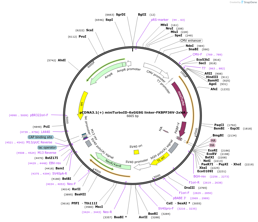 200641-plasmid-map-sequence-id-392566