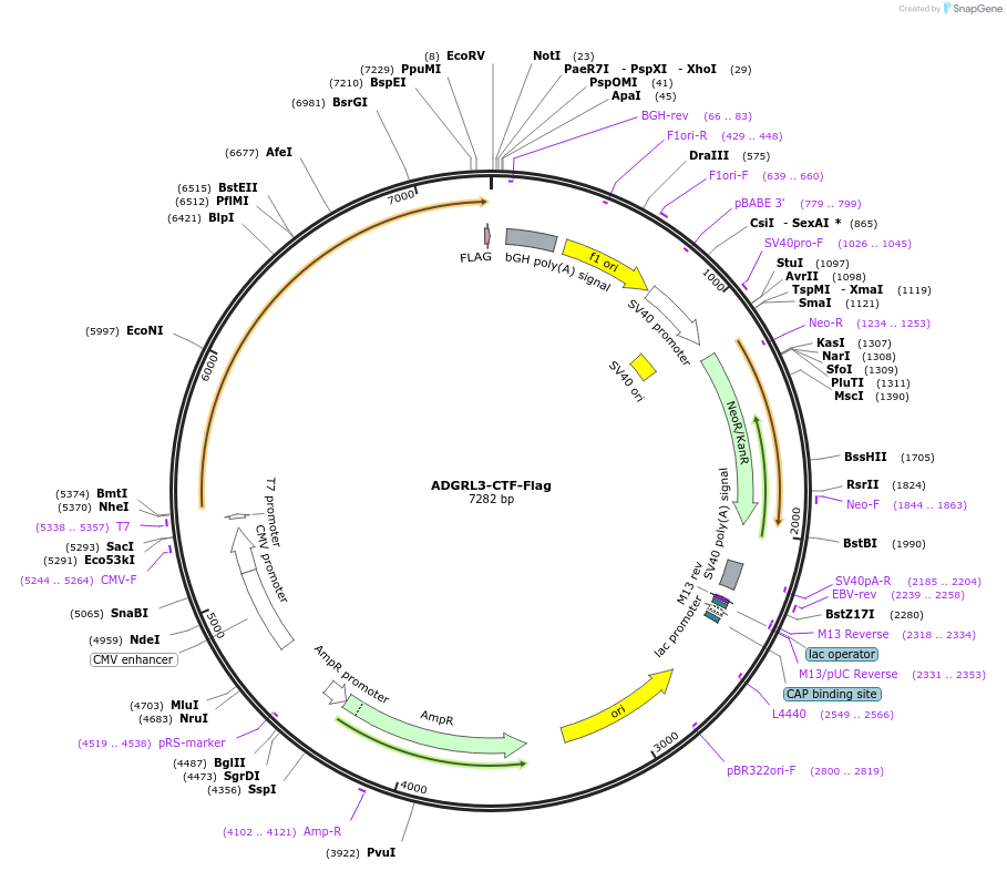 201219-plasmid-map-sequence-id-392573