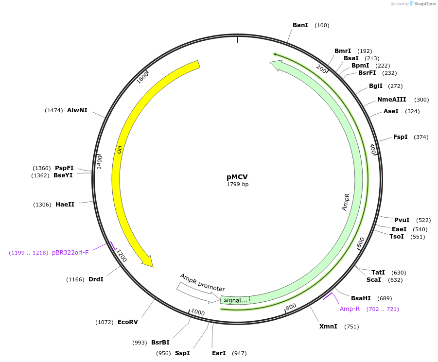 199743-plasmid-map-sequence-id-392577