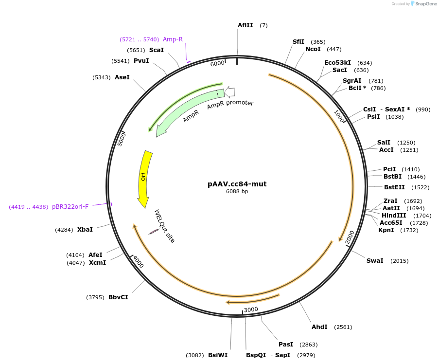 199746-plasmid-map-sequence-id-392586