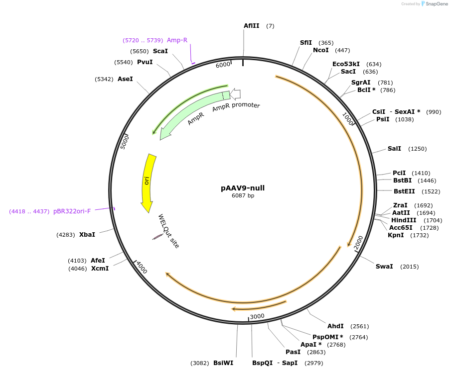 200182-plasmid-map-sequence-id-392589