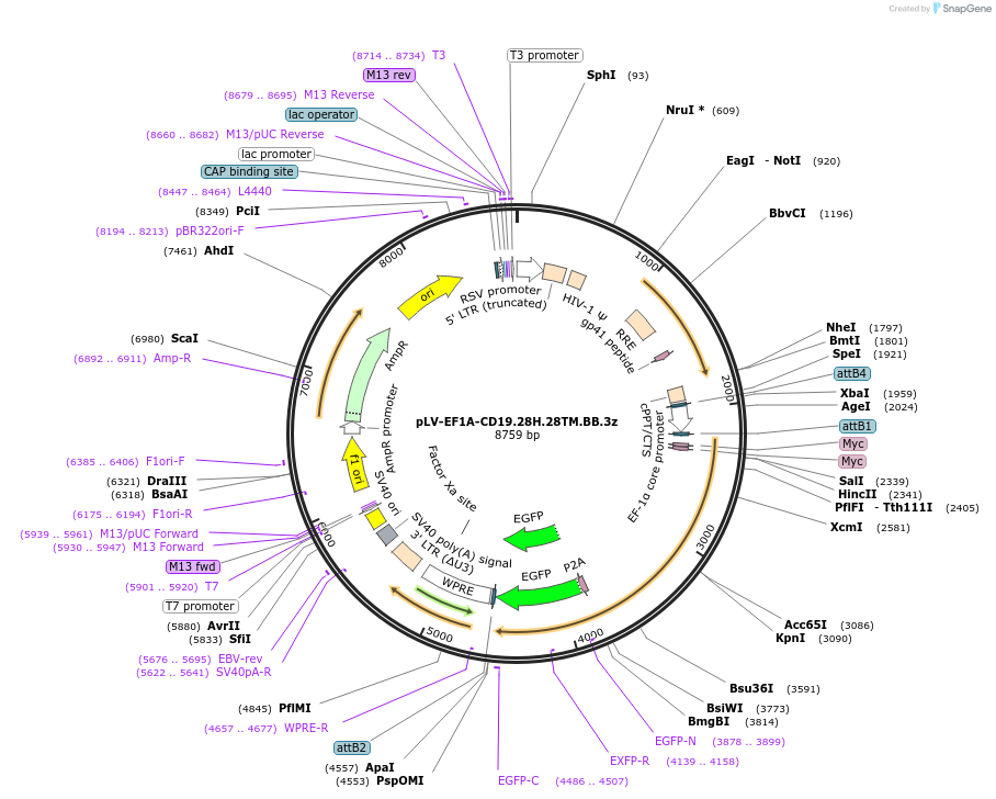 200679-plasmid-map-sequence-id-392606