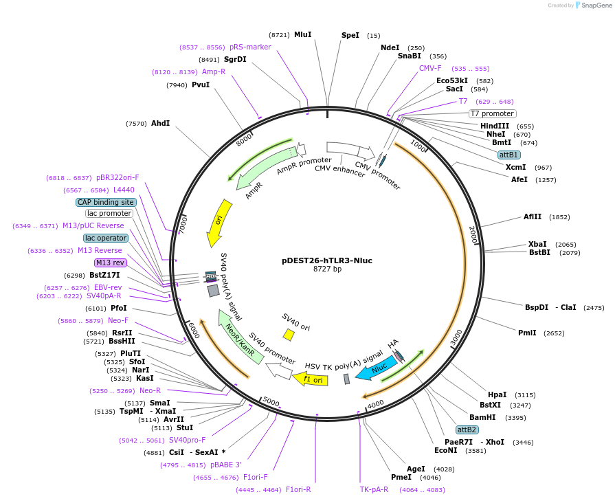 197638-plasmid-map-sequence-id-392617