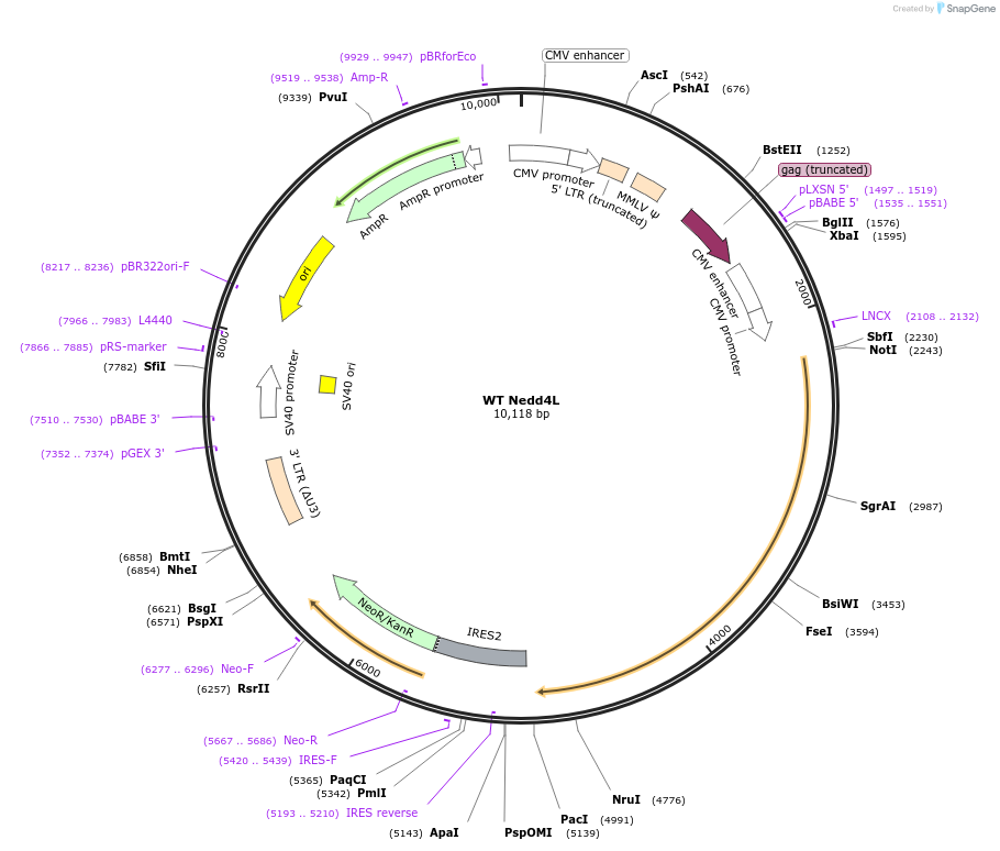 200086-plasmid-map-sequence-id-392618