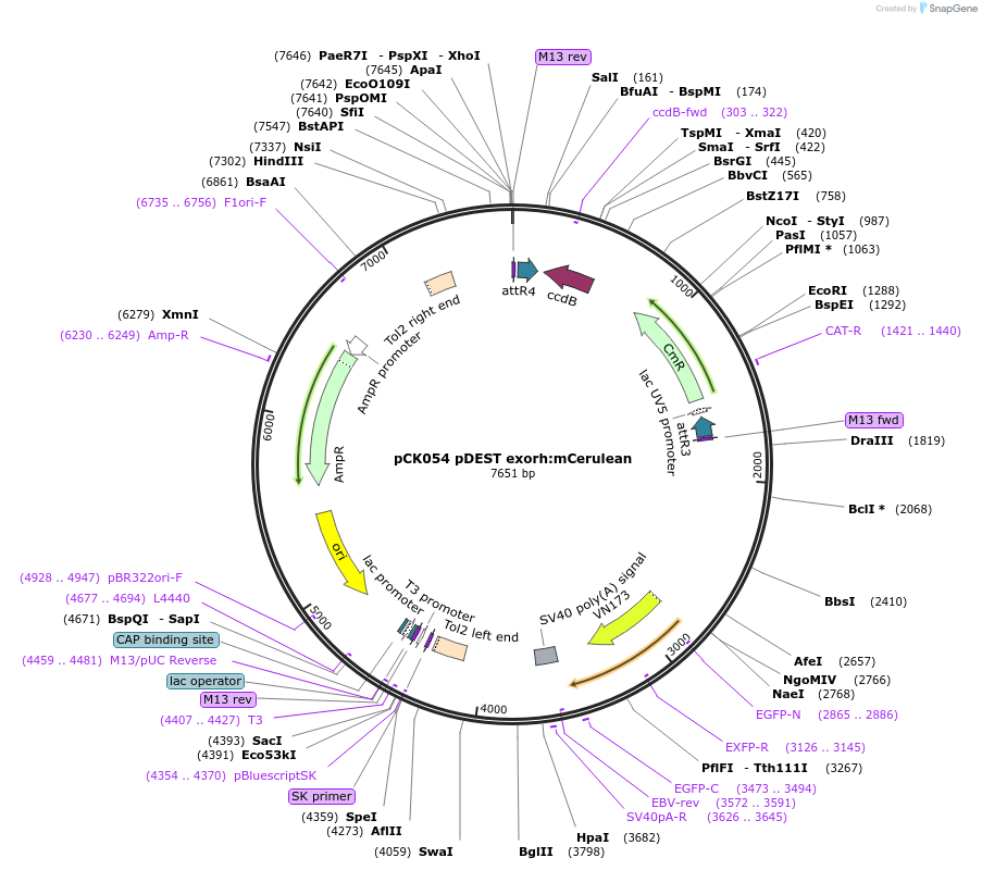 195985-plasmid-map-sequence-id-392620